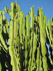 Kaktus 2.jpg